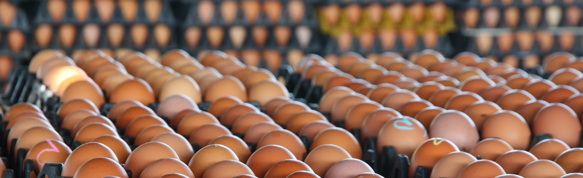 A district in Karbala produces 3 million eggs per month