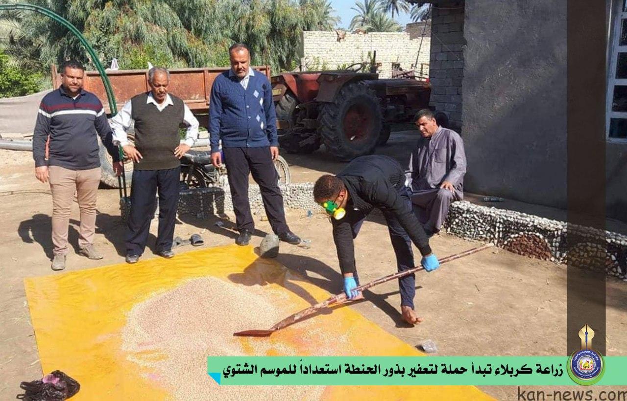 زراعة كربلاء تبدأ حملة لتعفير بذور الحنطة استعداداً للموسم الشتوي