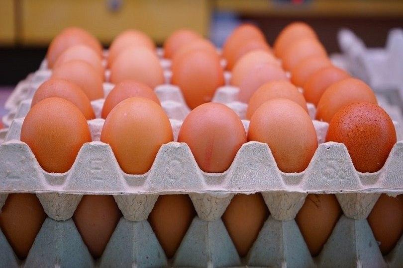 رئيس جمعية رعاية منتجي الدواجن يشيد بتجربة كربلاء ويصدر توصيات مهمة لمربي الدواجن