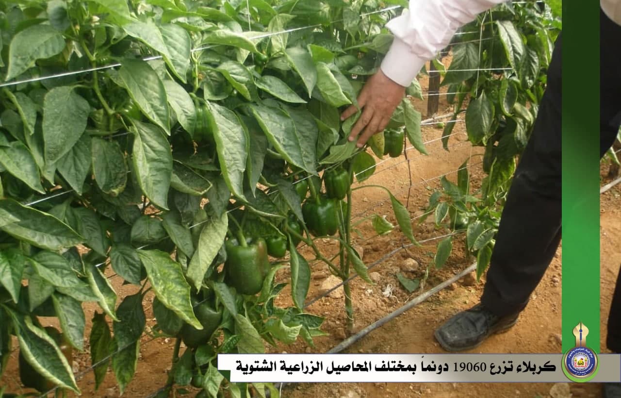 كربلاء تزرع 19060 دونماً بمختلف المحاصيل الزراعية الشتوية