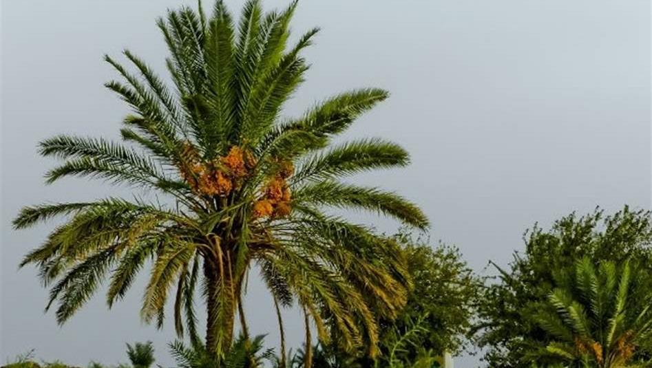 العراق يصدر 100 ألف طن من التمور وكربلاء على رأس مصادره