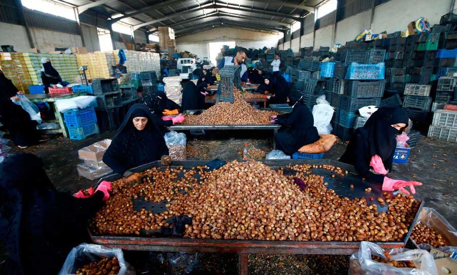 Date Harvest a Lifeline for Vulnerable Women in Iraq as Pandemic Deepens Economic Woes
