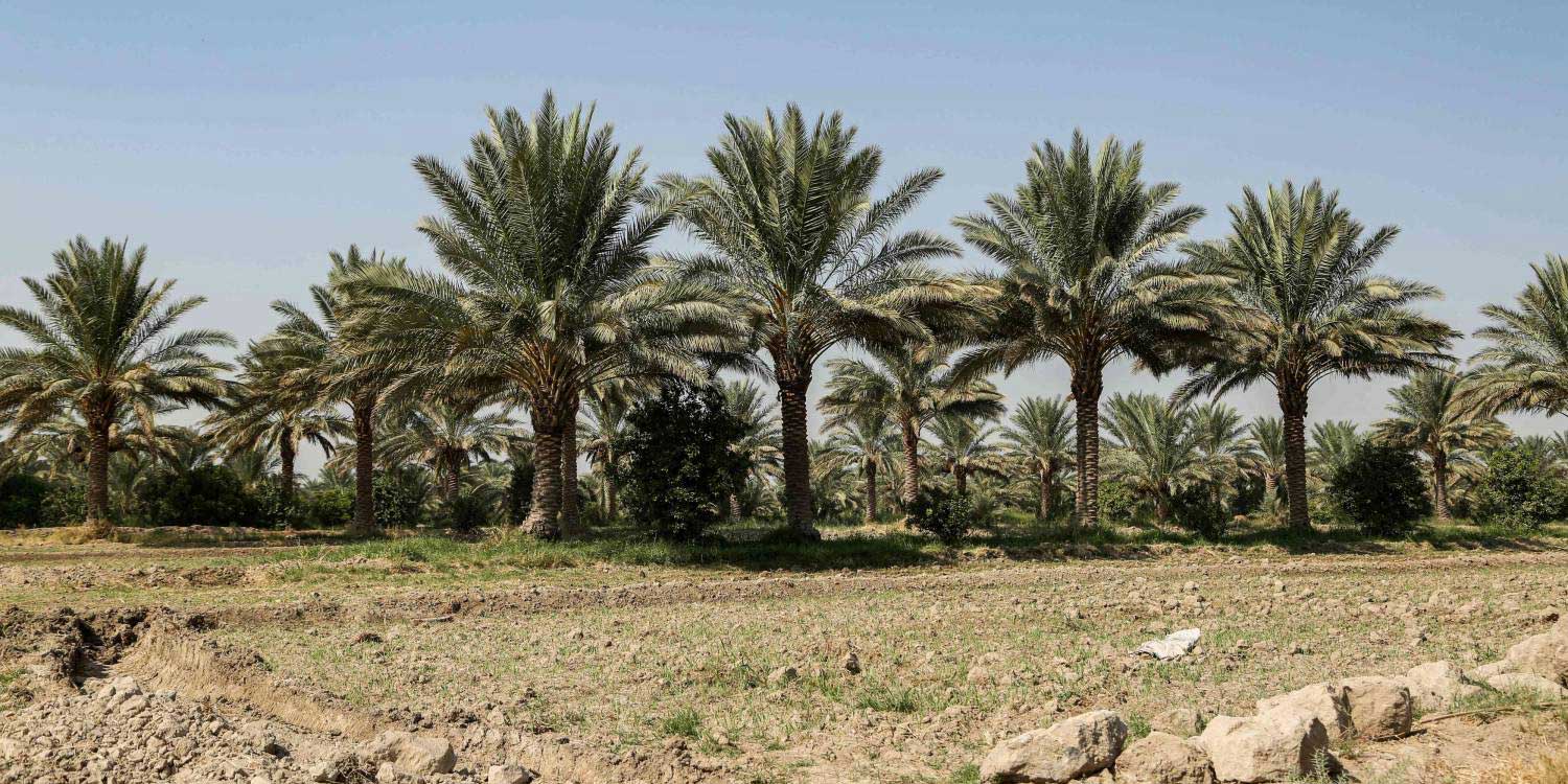 How Youth Activists in Iraq Are Waging a 'Green Revolution' to Counteract Climate Change