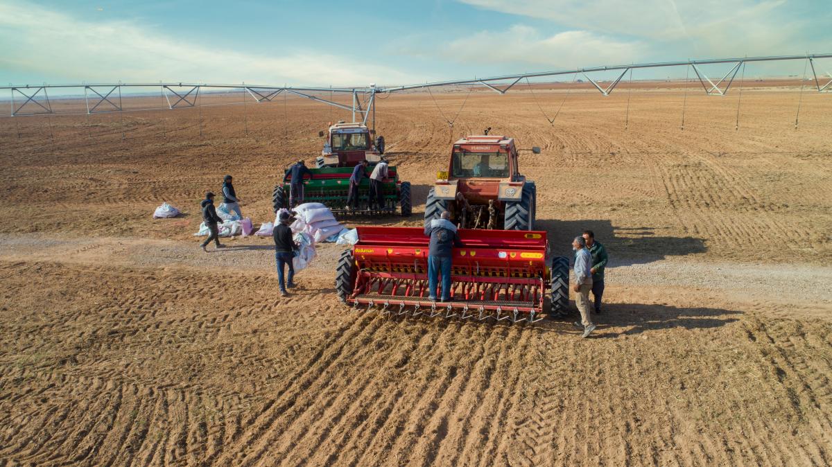 The Cultivation of the High-Grade Wheat Crop in Karbala's 'Saqi' Project