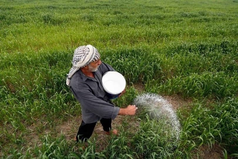 كربلاء... زراعة (6867) دونماً بالمحاصيل والخضر الشتوية في الجدول الغربي
