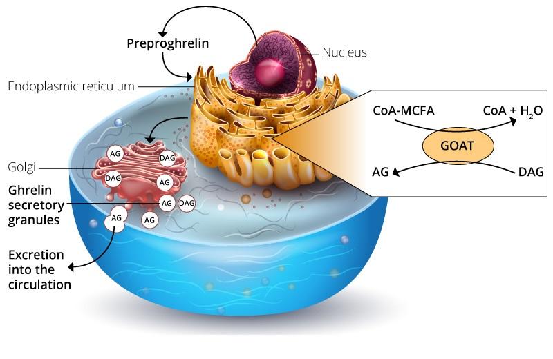 Spontaneous 24-h ghrelin secretion pattern in fasting subjects: Maintenance of a meal-related pattern