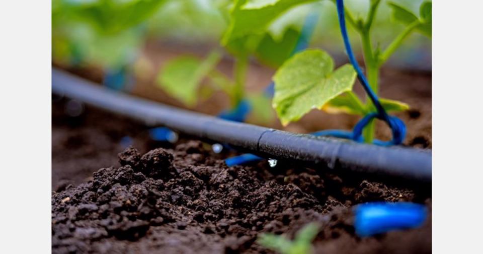 Isolation and diagnosis of pathogenic fungi associated with zucchini Cucurbita pepo roots, a study implemented in Karbala city