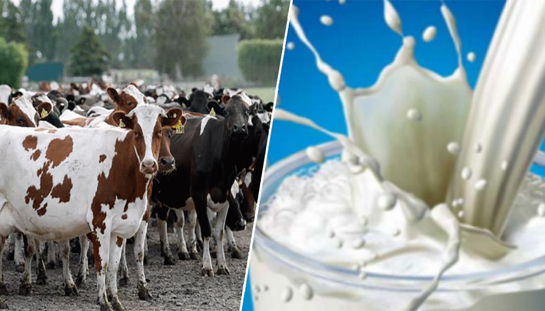 UN's FAO implementing pilot interventions for livestock producers in Karbala and Najaf
